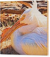 American White Pelican Wood Print
