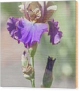 Amigos Guitar. The Beauty Of Irises Wood Print