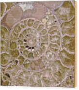 Ammonite Wood Print