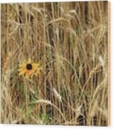 Among The Wheat 2 Wood Print