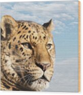 Amur Leopard Against Blue Sky Wood Print