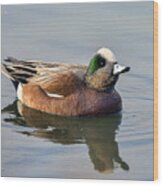 An American Wigeon Out For A Stroll Wood Print