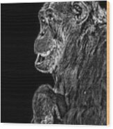 An Elderly Chimp Enjoying Life Iii Wood Print