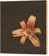 An Orange Lily Wood Print