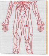 Anatomy Of Human Body And Spider Web Wood Print