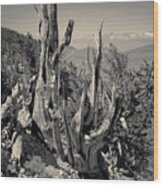 Ancient Bristlecone Pine Tree, Composition 11 Selenium Toned, Inyo National Forest, California Wood Print