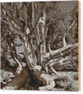 Ancient Bristlecone Pine Tree, Composition 5 Sepia Tone, Inyo National Forest, California Wood Print