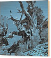 Ancient Bristlecone Pine Tree, Composition 7 Duo Tone Cyanotype, Inyo National Forest, California Wood Print