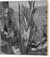 Ancient Bristlecone Pine Tree, Composition 8, Inyo National Forest, White Mountains, California Wood Print