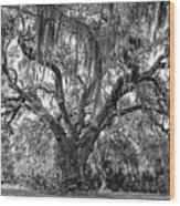 Ancient Live Oak 2 - Bw Wood Print