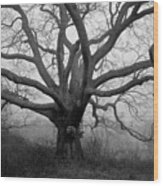 Ancient Oak Tree V - Sheep Pasture Wood Print