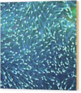 Anemone Galaxy Wood Print