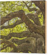 Angel Oak I Wood Print