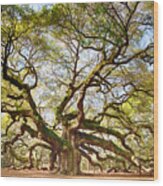 Angel Oak In Spring Wood Print