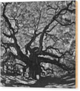 Angel Oak Johns Island Black And White Wood Print