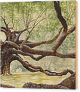 Angel Oak Wood Print