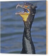 Angry Cormorant Wood Print