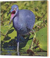 Angry Little Blue Heron - Egretta Caerulea Wood Print