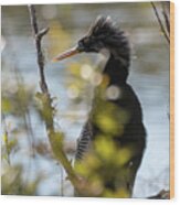 Anhinga 3 March 2018 Wood Print