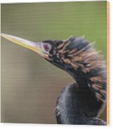 Anhinga Portrait Wood Print