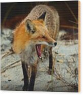 Animal - The Yawning Fox Wood Print