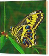 Anise Swallowtail Butterfly Wood Print