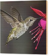 Anna Immature Hummingbird Wood Print