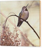 Anna's Hummingbird Closeup Wood Print