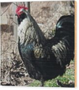 Ann's Rooster Wood Print