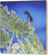 Ant Mountain Climbing Wood Print