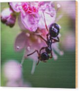 Ant On The Pink Flower Wood Print