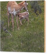 Antelope And Baby-signed-#3576 Wood Print