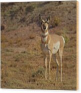 Antelope-signed-#8283 Wood Print