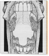 Ap View Dental Skull Wood Print