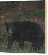 Appalachian Black Bear Wood Print