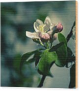 Apple Blossom Wood Print
