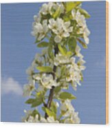 Apple Blossom In Spring Wood Print