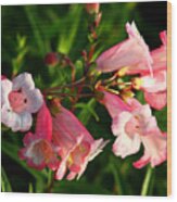 Apple Blossom Penstemon Wood Print