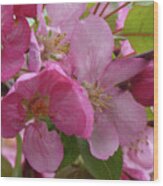 Apple Blossoms Wood Print