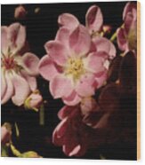 Apple Blossoms Iii Wood Print