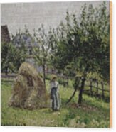 Apple Trees In Eragny, Sunny Morning, 1903 Wood Print