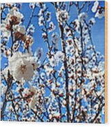 Apricot Blossoms Wood Print