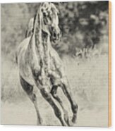 Arabian Horse Running On Sunny Meadow Wood Print