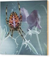 Araneus Spider With Flowers Wood Print