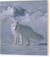 Arctic Fox On The North Slope Wood Print