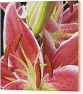 Asian Lily Faces Wood Print