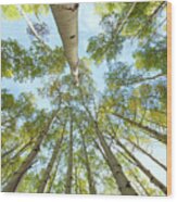 Aspen Canopy Wood Print