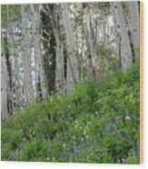 Aspen Ferns And Flowers 3 Wood Print