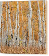 Aspen Forest In Fall Wood Print