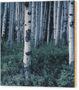 Aspen Forest Trees Ii Wood Print